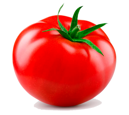 TOMATE EN RAMA